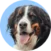 A Bernese Mountain Dog with a black, white, and brown coat is shown against a light blue background, looking forward with its mouth slightly open and tongue visible.