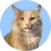 Orange long-haired cat with green eyes facing forward, licking its nose, set against a plain blue background in a circular frame.