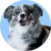 A gray and white Australian Shepherd dog with blue eyes sits in front of a blue background.