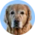 Golden retriever facing forward, close-up portrait, against a light blue background.