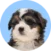 Small, fluffy puppy with black, white, and brown fur sitting against a light blue background.