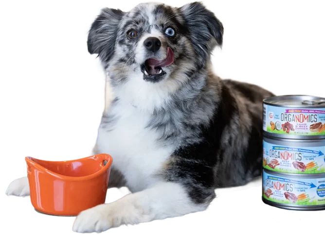 A black and white dog with blue eyes lies beside an orange food bowl and three stacked cans of Organomics dog food.