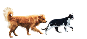 A fluffy brown dog walks behind a black and white cat, both moving in the same direction against a white background.