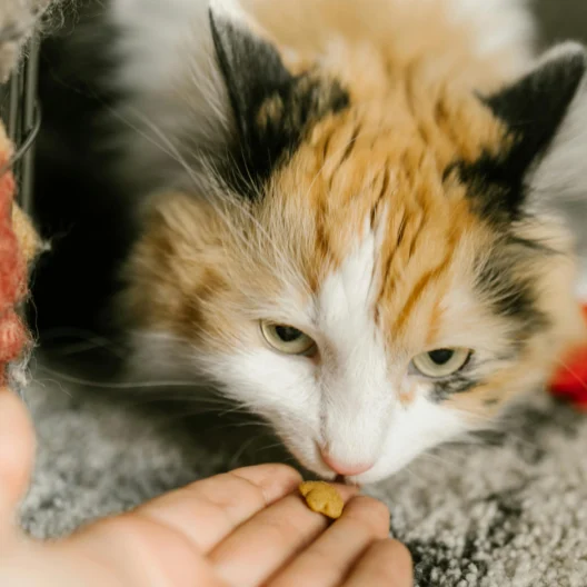 A person feeds a calico cat a piece of food by hand. The cat is on a carpeted floor, looking intently at the food.