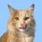Orange cat with yellow eyes licking its nose, facing forward against a solid light blue background.