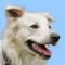 Close-up of a white dog with long fur and open mouth, looking to the right, against a solid light blue background.