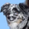 A close-up of a black, white, and gray dog with one blue and one brown eye, against a light blue background.