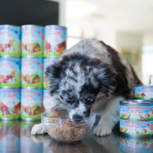 A black and white dog eats from a glass bowl of food, surrounded by stacked cans of dog food on a shiny surface.