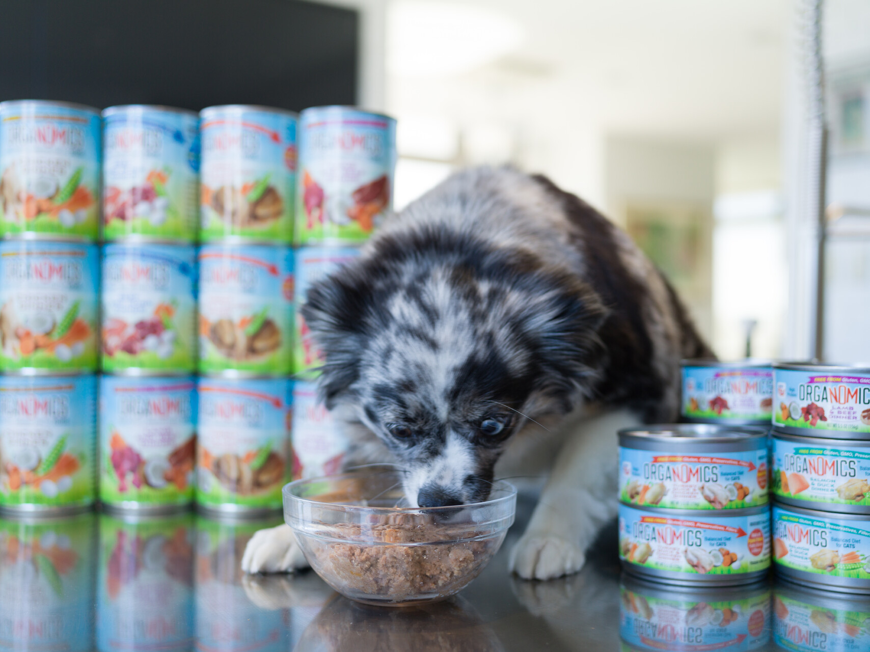A black and white dog eats from a glass bowl of food, surrounded by stacked cans of dog food on a shiny surface.