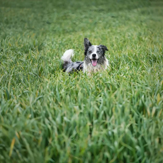 A black and white dog stands in the middle of a green grassy field, facing the camera with its mouth open and tongue out.