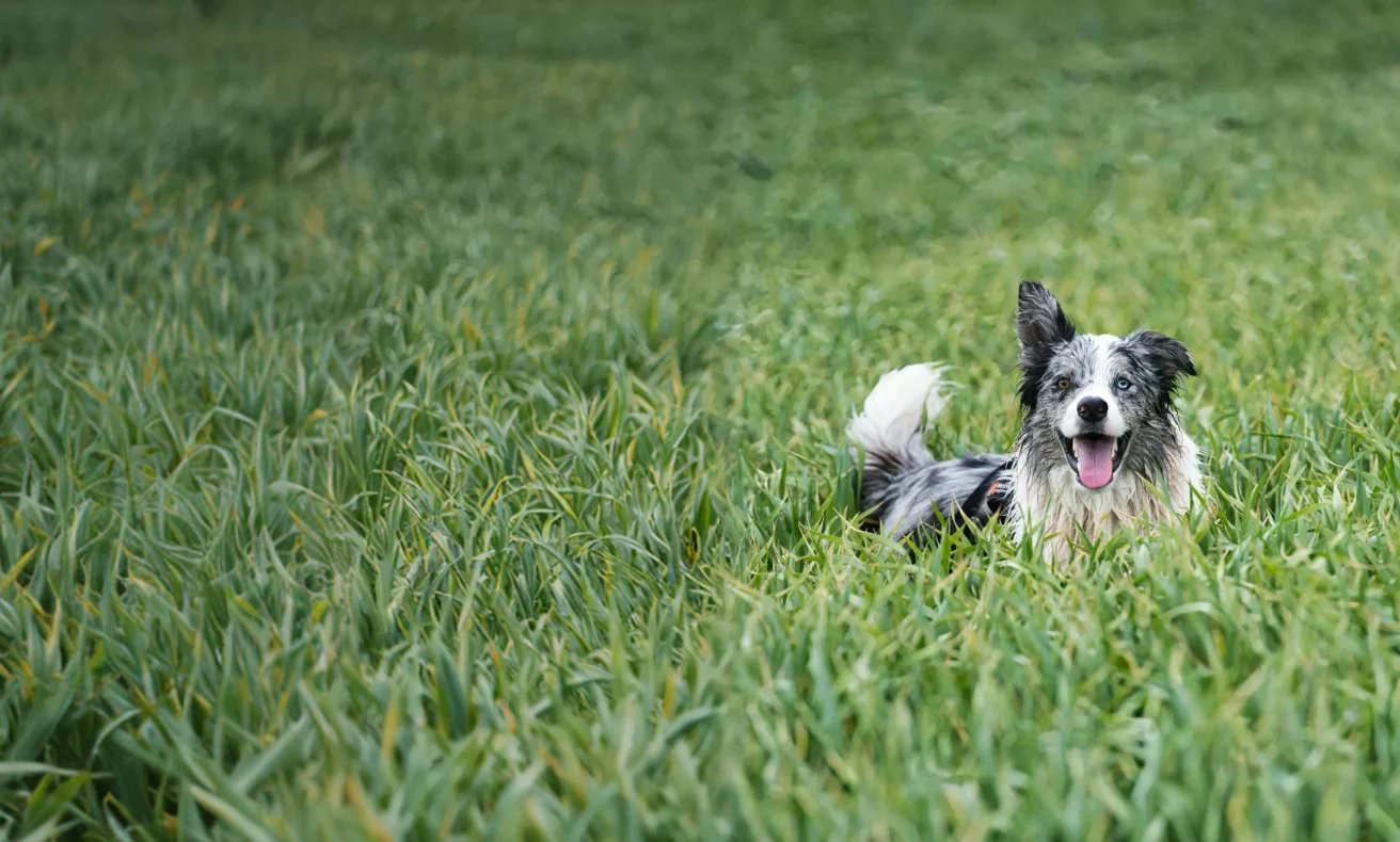 A dog with a white and gray coat lies in tall green grass, looking forward with its mouth open and tongue out.