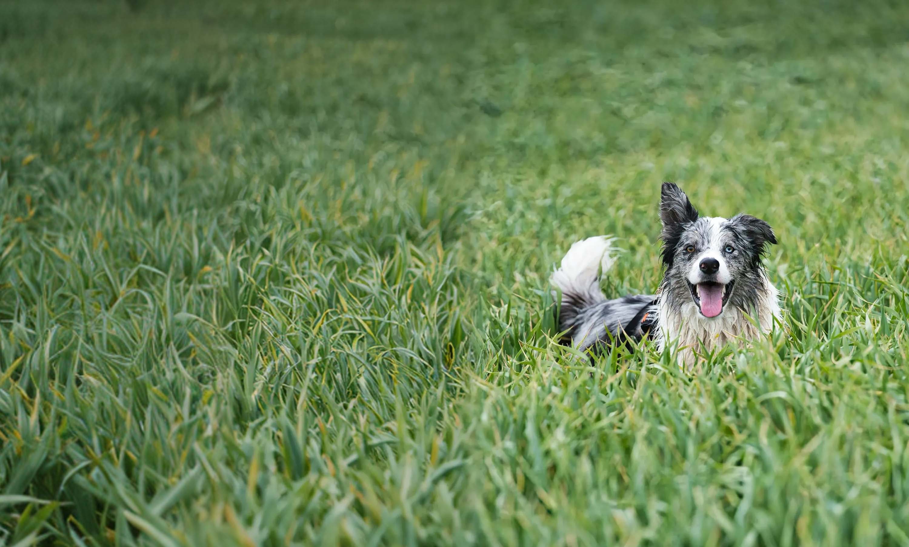 A dog with a white and gray coat lies in tall green grass, looking forward with its mouth open and tongue out.