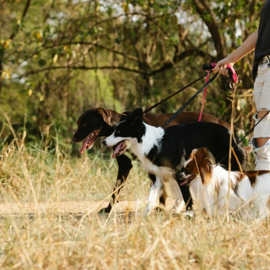 Person walking four dogs on leashes along a dirt path in a grassy area with trees in the background.