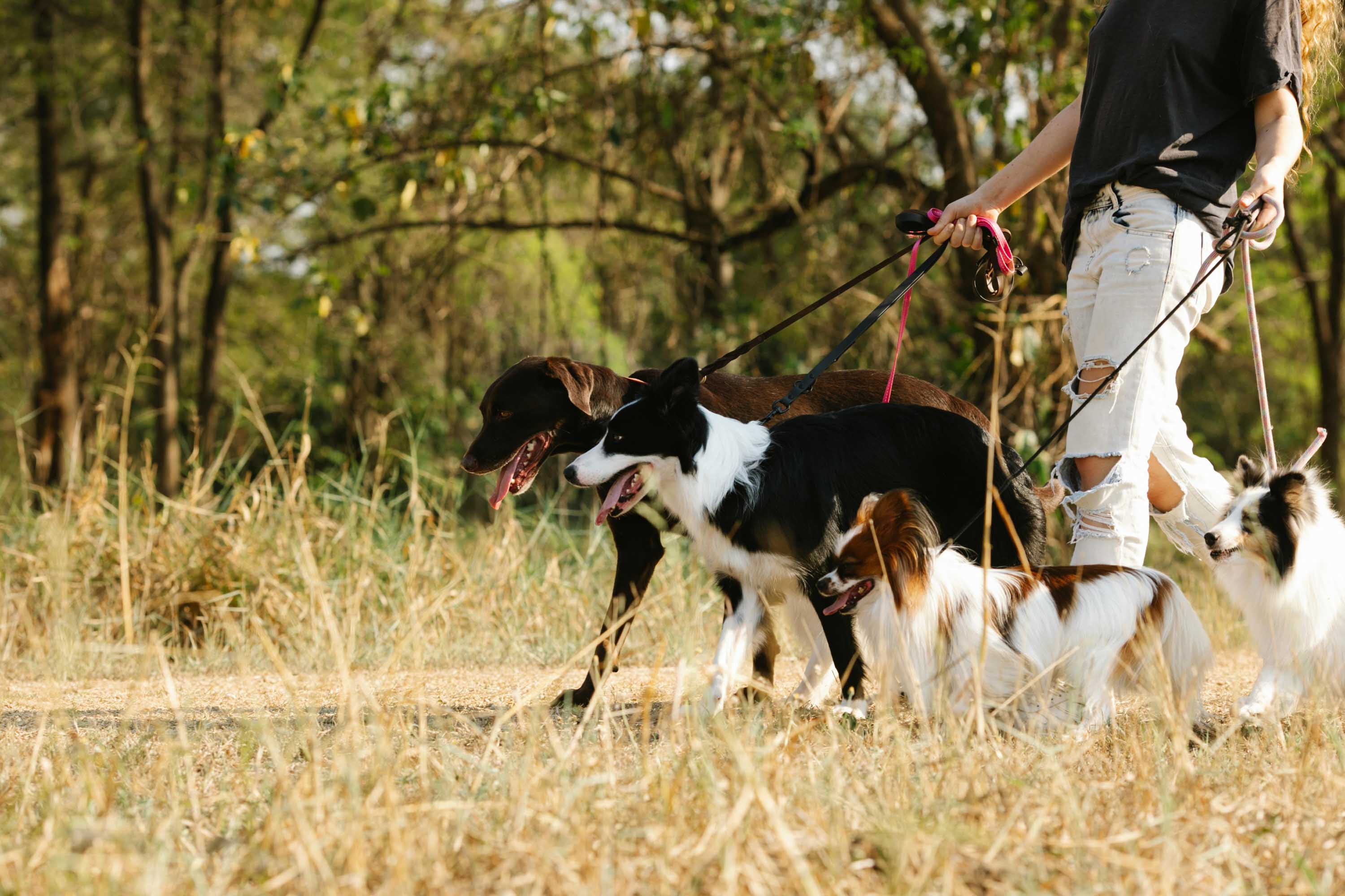 Person walking four dogs on leashes along a dirt path in a grassy area with trees in the background.