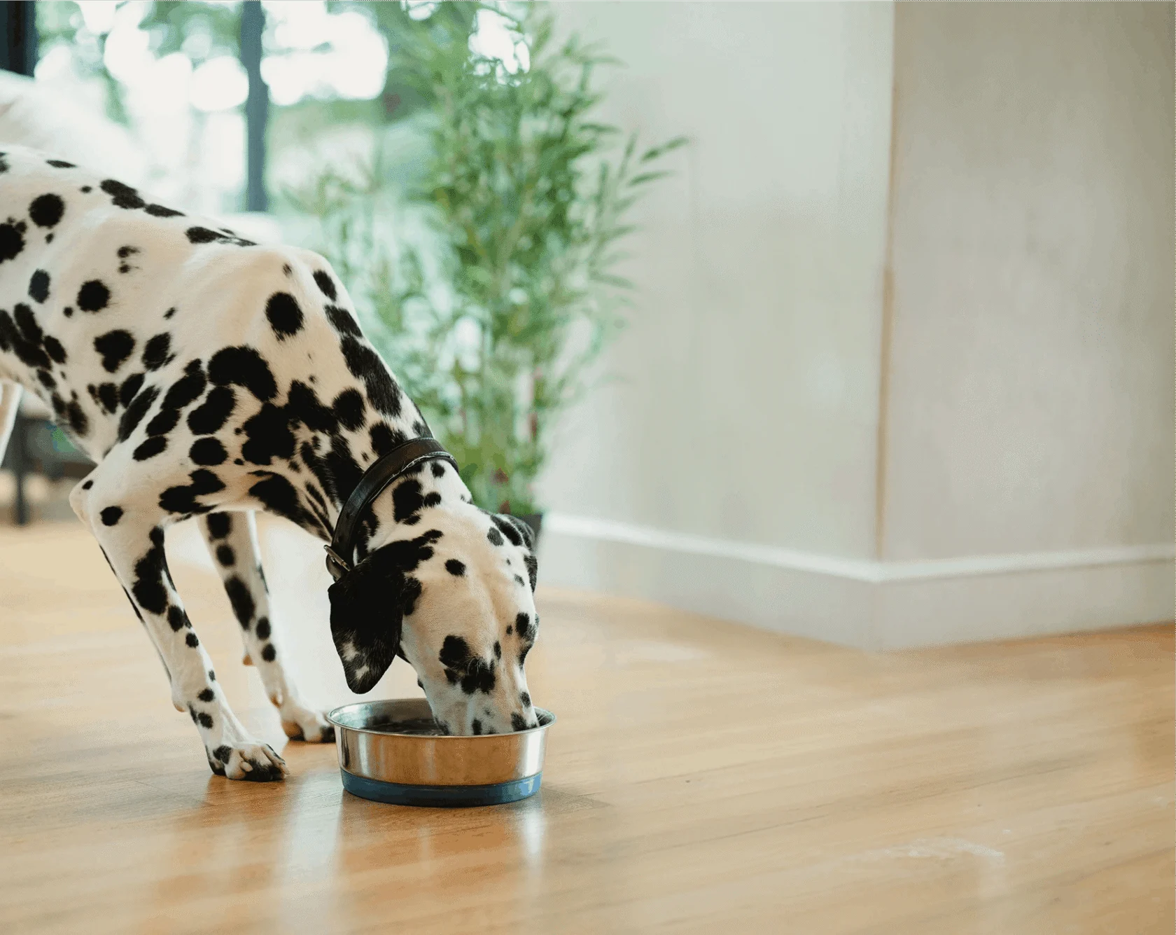 A Dalmatian dog with a black collar is eating from a metal bowl on a wooden floor, with a green plant in the background.