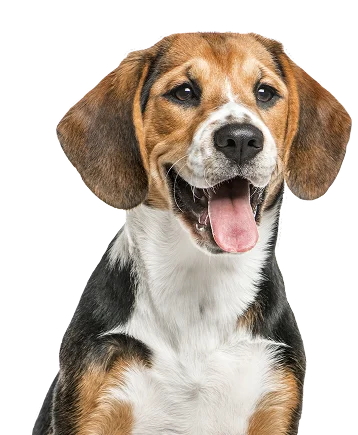 A tricolor beagle dog with floppy ears sits facing forward, mouth open and tongue out, against a plain white background.
