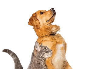 A golden retriever dog and a gray tabby cat sitting side by side, both looking upward against a white background.
